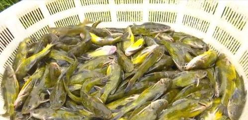 洪水過后，畜牧漁業生產自救指南——飼料安全與使用要點
